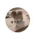 かわいいハッピーの日常♡（個別スタンプ：3）