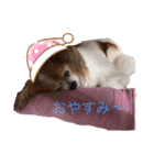 かわいいハッピーの日常♡（個別スタンプ：5）