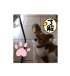 かわいいハッピーの日常♡（個別スタンプ：24）