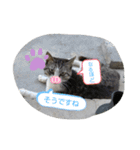 久高猫ギャラリー3（個別スタンプ：14）