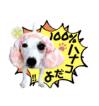 愛犬♡ハナコのスタンプ16☆（個別スタンプ：3）