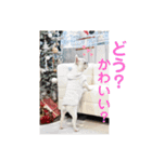 Tちゃん！！スタンプ！！（個別スタンプ：13）