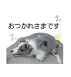 ボーダーコリーくぅちゃんスタンプ（個別スタンプ：3）