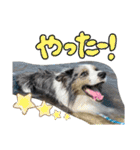 ボーダーコリーくぅちゃんスタンプ（個別スタンプ：5）