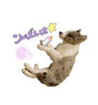 ボーダーコリーくぅちゃんスタンプ（個別スタンプ：13）