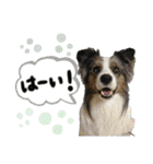 ボーダーコリーくぅちゃんスタンプ（個別スタンプ：25）
