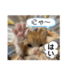 チャトラ生後3週目～5週目（個別スタンプ：2）