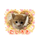 チャトラ生後3週目～5週目（個別スタンプ：3）