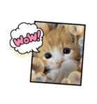 チャトラ生後3週目～5週目（個別スタンプ：5）