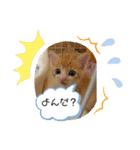 チャトラ生後3週目～5週目（個別スタンプ：8）