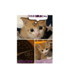 チャトラ生後3週目～5週目（個別スタンプ：9）