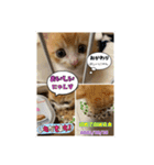 チャトラ生後3週目～5週目（個別スタンプ：10）