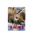 チャトラ生後3週目～5週目（個別スタンプ：11）