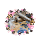 チャトラ生後3週目～5週目（個別スタンプ：12）