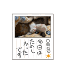 チャトラ生後3週目～5週目（個別スタンプ：13）