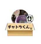 チャトラ生後3週目～5週目（個別スタンプ：16）