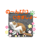 小春びより6（個別スタンプ：1）