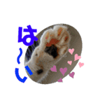 小春びより6（個別スタンプ：2）