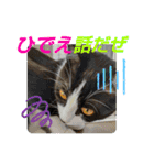 小春びより6（個別スタンプ：3）