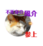 小春びより6（個別スタンプ：4）