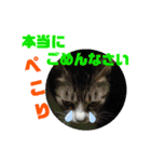 小春びより6（個別スタンプ：6）