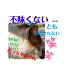小春びより6（個別スタンプ：7）