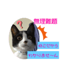 小春びより6（個別スタンプ：9）
