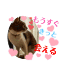 小春びより6（個別スタンプ：11）