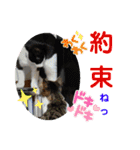 小春びより6（個別スタンプ：12）
