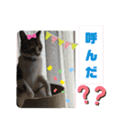 小春びより6（個別スタンプ：14）
