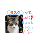 小春びより6（個別スタンプ：15）