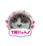 小春びより6（個別スタンプ：16）