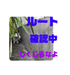 小春びより6（個別スタンプ：17）