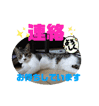 小春びより6（個別スタンプ：18）