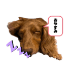 ぶぶぞぅb（個別スタンプ：10）