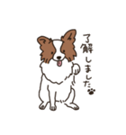 うちの犬ベストセレクション（個別スタンプ：1）