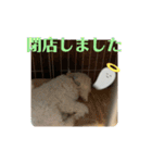ひなたちゃん第2弾（個別スタンプ：13）