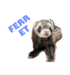 My  ferret（個別スタンプ：1）