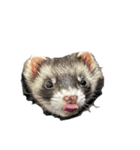 My  ferret（個別スタンプ：4）