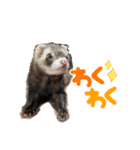 My  ferret（個別スタンプ：6）