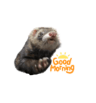 My  ferret（個別スタンプ：7）