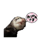 My  ferret（個別スタンプ：8）