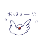 白文鳥おこめ（個別スタンプ：1）