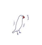 白文鳥おこめ（個別スタンプ：4）