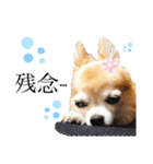 チワワのポポさん5（個別スタンプ：21）