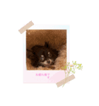 チワワのりぃ＆ペキチワのゆぅ（個別スタンプ：3）