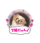 チワワのりぃ＆ペキチワのゆぅ（個別スタンプ：5）