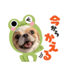 チワワのりぃ＆ペキチワのゆぅ（個別スタンプ：6）