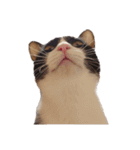 えらいねこ2（個別スタンプ：1）