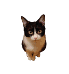 えらいねこ2（個別スタンプ：6）